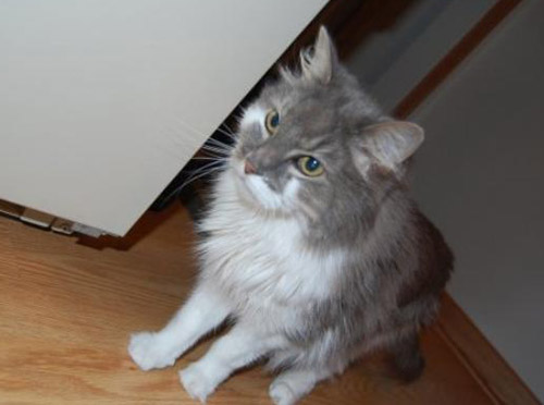 Cat: Ally (Long-Haired Domestic) Omaha, NE