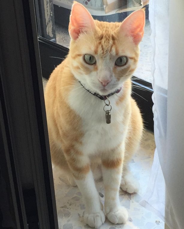 Pet Cat:  Ginger Rose - Malta