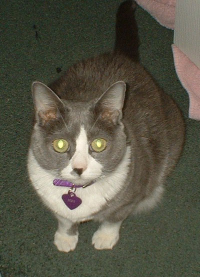 Cat - Isabella Domestic Shorthair