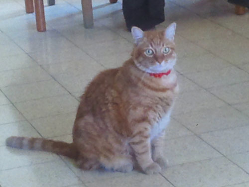Cat: Kisa a Ginger cat - Israel