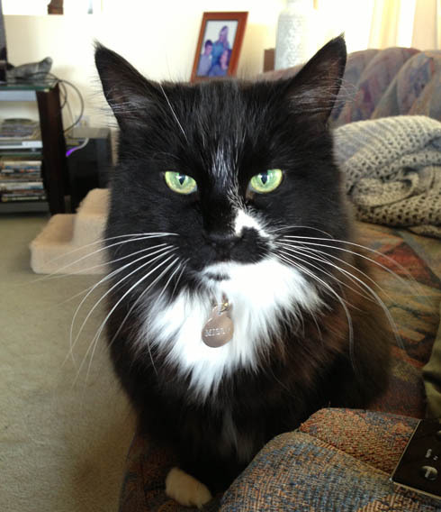 Pet Cat - Missy - Domestic Medium Hair