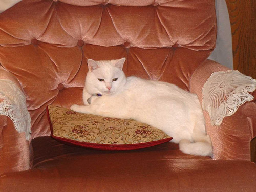 Cat: Missy (Miss Mischief) - White Shorthair