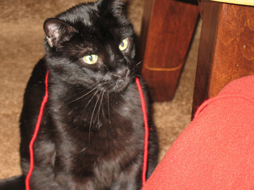 Pet Cat: Mutombo - Black American Shorthair