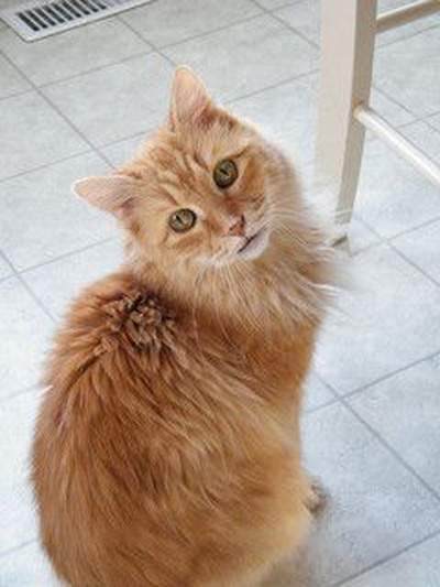 Pet Cat: Oliver (Ginger Moggie) 
