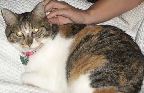 Pet Cat: Pumpkin - Domestic Short Haired Calico cat