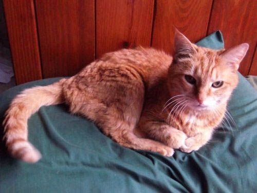 Pet Cat: Pumpkin (Orange Mackerel Tabby)