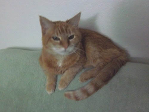 Pet Cat: Pumpkin (Orange Mackerel Tabby)