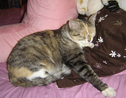 Pet Cat: Sophia - Calico