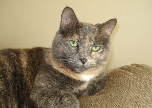 Pet Cat: Sophie - Pastel Torti - DSH