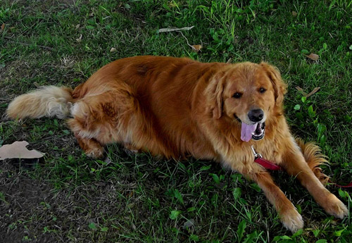 Dog: Abby (Golden Retriever)