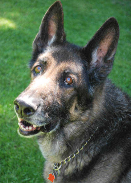 Pet Dog Memorial: Apollo - German Shepherd - Bristol, RI