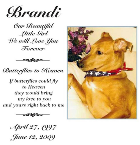 Dog - Brandi - Labrador & Grey Hound - Briarwood, NY