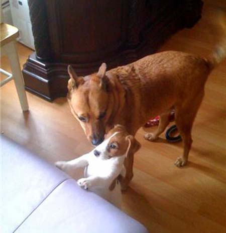 Dog - Apollo meets Silas