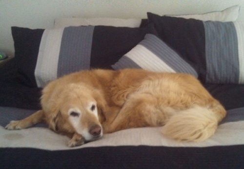 Dog: Buddy (Golden Retriever)
