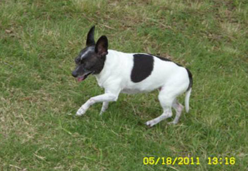 Pet Dog: CeeCee (Citabug) Chihuahua 