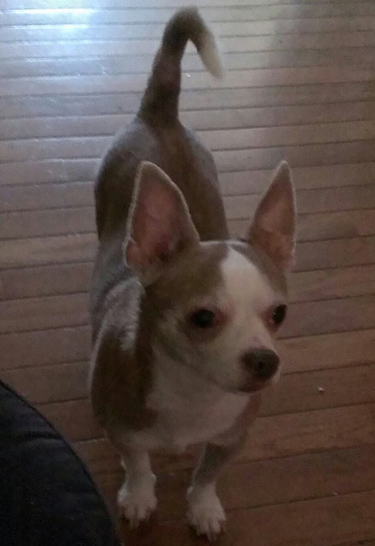 Pet Dog: Chipper - Chihuahua