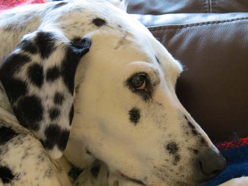 Pet Dog: Ellie (Dalmatian)