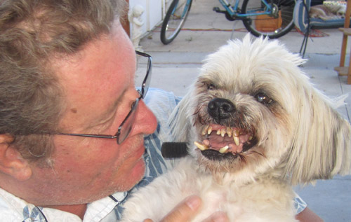 Pet Dog: Fred - Lhasa Apso