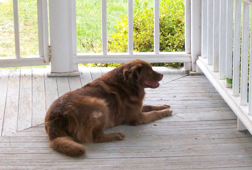Pet Dog: Ginger (Aussie-Chow-Setter) Candler, NC
