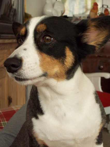 Loving Pet Dog: Griffey - Corgi