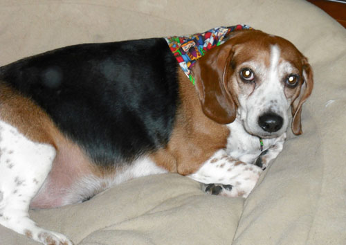 Dog: Hunter - Beagle
