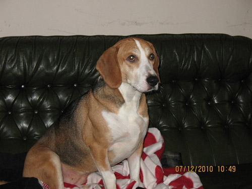 Dog: Lucy - Beagle