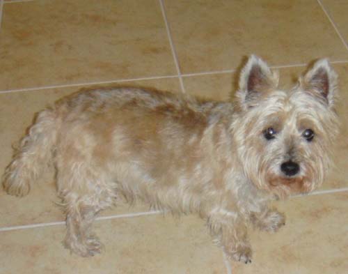 Dog: Maggie (Cairn Terrier) - Florida 