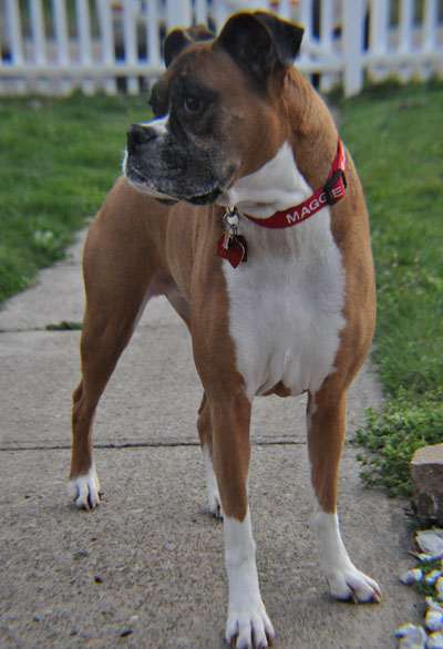 Pet Dog: Maggie May - Boxer
