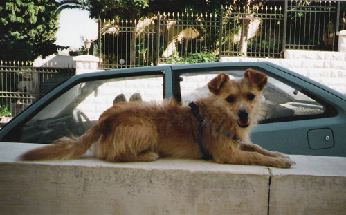 Pet dog Max - Swieqi, Malta