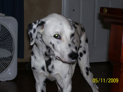 Dog: Mercedes - Dalmatian