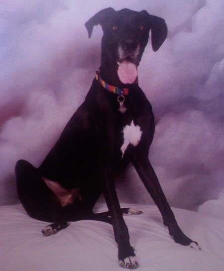 Dog: Pet Dog Merlin - Great Dane