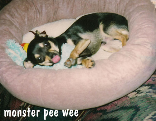Dog: Monster Pee Wee Posey (Reindeer Chihuahua)