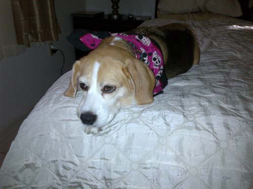 Dog: Nikky Garcia - Beagle
