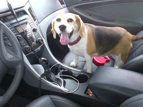 Dog: Nikky Garcia - Beagle