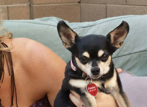 Pet Dog: Paisley (Chihuahua)