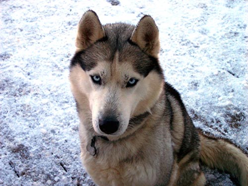Rusky Blue - Siberian Husky dog