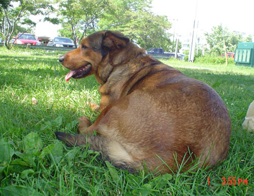 Pet Dog Sandy Rottweiler