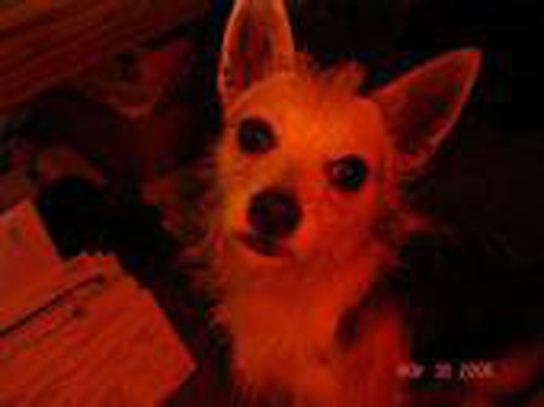 Pet Dog: Stella (Chihuahua - Jack Russell mix)