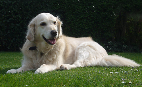 Dog Tina - Golden Retriever