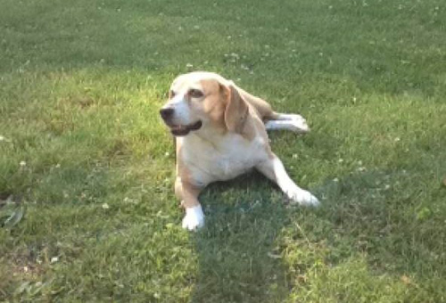 pet dog Tito - Beagle