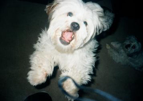 Pet Dog: Trubble - Lhasa Apso
