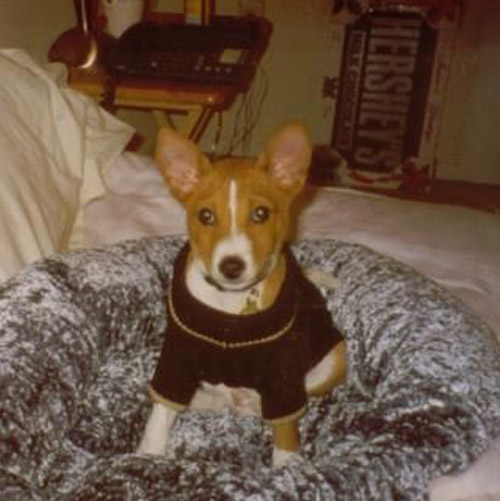 Pet Dog: Tucker Boo (Basenji)