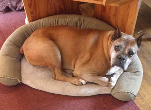 Pet Dog: Tyson (Boxer) - Roodhouse, IL