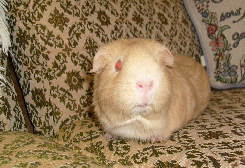 Guinea Pig: Buffy