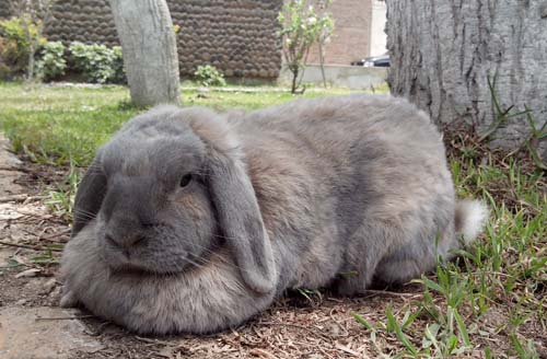 Pet Rabbit: Lelouch (Lop Bunny)