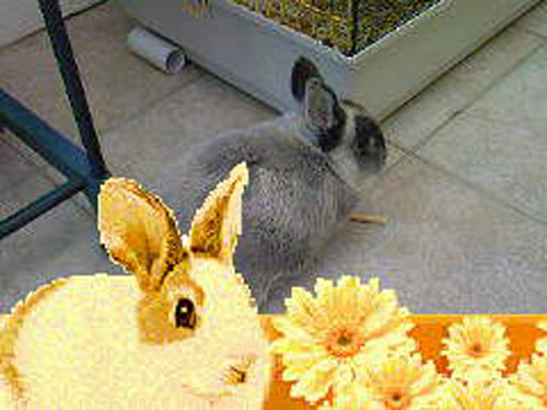 Rabbit: Muccu (Dwarf Rabbit) - Ibrag, Malta