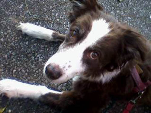 dog_shelby_border_aussie_reading_pa
