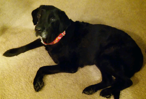 Pet Dog - Lexi - Black Labrador