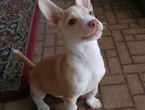 pet dog: Ne-Yo - Chihuahua / Terrier mix puppy
