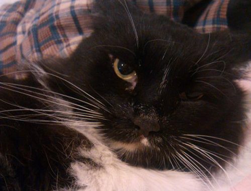 Cat - Sylvester - Domestic longhair